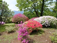 本日は5分咲き。