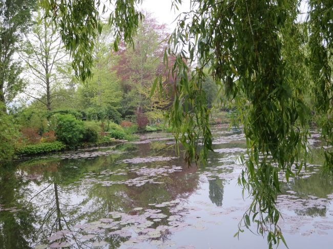 #モネの庭<br />#画題になった柳？と睡蓮