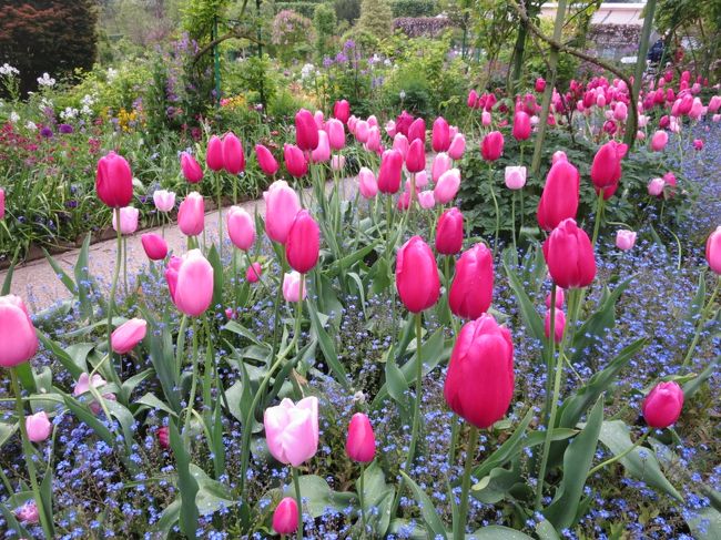 #チューリップ