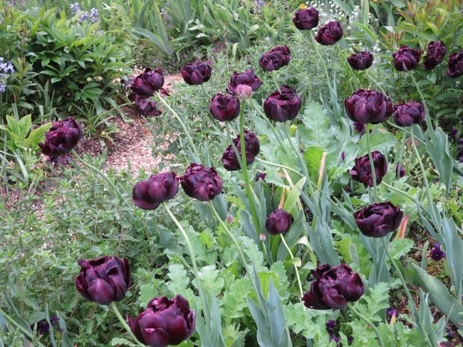 #紫色？チューリップ