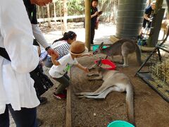 ハートリース到着間際、息子が「お腹痛い、ママ抱っこ～」と。
どうやら車酔いだったようで、抱っこした直後にママへリバース…。
ハートリースのお土産物屋さんに駆け込み、Tシャツをゲットする事態に。
優しく待ってくださったツアーの皆様、ありがとうございました（涙）

船やセスナ用にと酔い止めは持参していましたが、バスは油断して飲ませていませんでした。。ワゴンの揺れが激しかったので、酔いやすい方は要注意です。

気を取り直して、まずはカンガルーたちに餌あげ。
餌はたくさんあって、好きなだけあげられました。