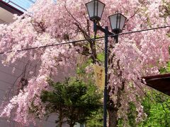 檜枝岐温泉を通過する途中に綺麗な枝垂れ桜が１本咲いていました。
行きは撮影出来なかったので、帰りに撮ろうと思っていました。