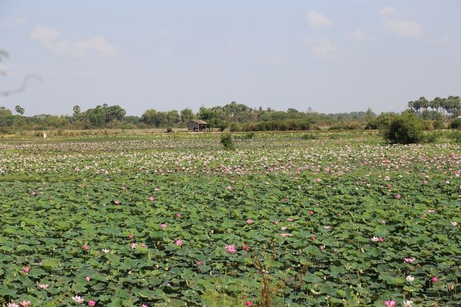 ガイドさんも私のとにかく写真を撮りたいのリクエスト通りに、蓮の花畑？で、車を止めてくれる気づかい。 <br />2日半で、300ドルちょっととカンボジアの物価に比べたら、高いのかも？ですが、おもてなし精神とメチャクチャ暑いカンボジア観光での、ミネラルウォーター＆おしぼりのサービスはホントありがたかったです♪ 