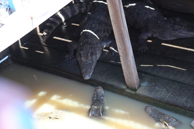 と、ワニーーー(@_@)昨夜、食べなくてよかったです。 