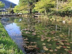 関市板取の根道神社の鳥居の脇にある池
＜モネの池＞
周辺は田んぼがあるだけで普通の池です。
池に鯉がいるよねってスルーしそうな...
今はネットで有名になったそうな