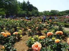 バラ園のある与野公園で行われた「ばらまつり」に行ってきました。
