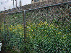 八高線線路わきの花 2008/03/30

この時期になると八高線線路わきには菜の花が見事に咲きます。
金網越しですが、十分に楽しむことができます。