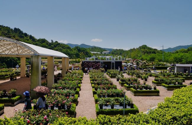 バラが見頃の 泉南イングリッシュローズガーデン を訪ねて 阪南 岬 大阪 の旅行記 ブログ By Akikoさん フォートラベル バラが見頃の 泉南イングリッシュローズガーデン を訪ねて 阪南 岬 大阪 の旅行記 ブログ By Akikoさん フォートラベル