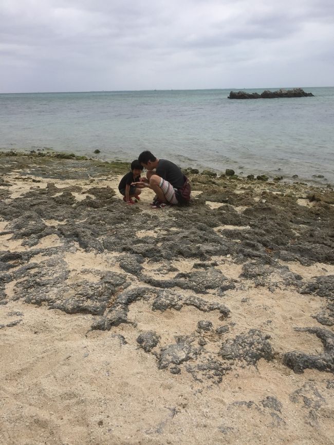 そりゃ 自然のものだから 限界もあるよ。<br />目を凝らして 必死に探す。<br />見つけたときの 感動は やっぱり素敵だ。<br /><br />牛が 草むらにも おりました。<br /><br />滞在は 次のフェリーなので 2時間くらいしかないのですが ゆったりとした 島時間を満喫。<br /><br />レンタサイクルは 必須ですな。<br /><br />四時のフェリーで 石垣島に戻って 空港に行きます。<br />8時の飛行機なので 空港で夜ご飯を済ませます。<br />一応 石垣牛丼。うまし。<br /> 子供はこのまま寝てしまうので 服を着替えて 歯を磨いて。旅の終わりは 寂しいけど また 想い出が ふえました。<br /> 