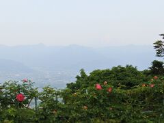 富士山とバラ。