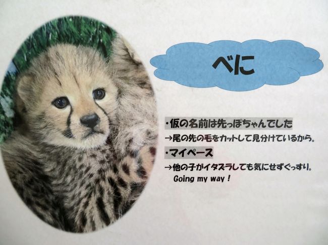 赤ちゃん猛獣 過去pic2024/10/24(木)撮影 あたちは負けない❣ ツキちゃん気が