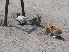 最終日は、まず忠海駅から大久野島に行きます。

桟橋からすぐ、ウサギがお出迎え。人間=えさと思っていますね・・・