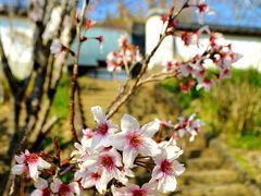 イオンモールから国道51号に出てすぐの所にある『円融寺』。
このお寺の檀家って訳でもなんでもないのですが、この時期に他より気持早めに桜が咲くイメージがあります。
春だねぇ。