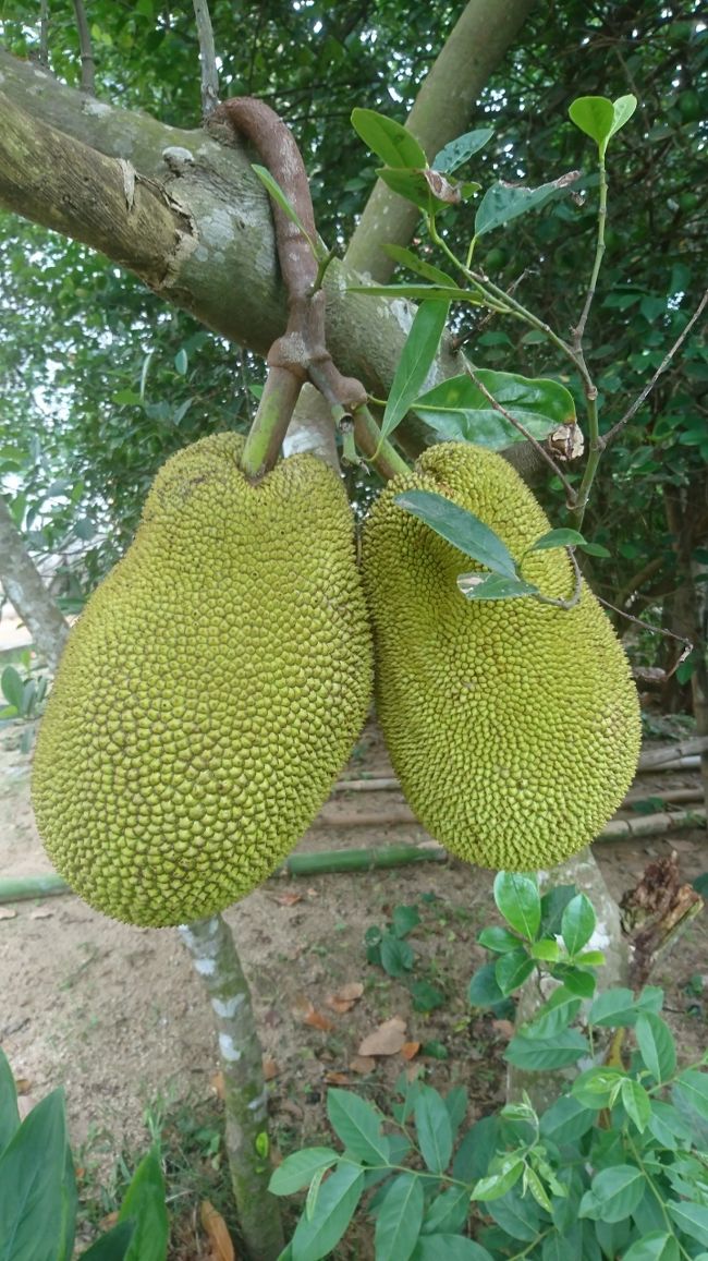 農村部では、ふつうに木にドリアンがなってました！