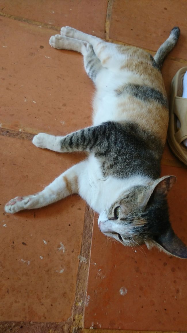 バリでもそうでしたが、カンボジアも犬は多く、猫は珍しかったです。ちなみに、犬も猫も暑さでやられてました(笑)