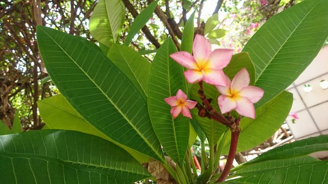 南国といったら<br />プルメリア<br /><br />これを旅の思い出に。。。<br /><br />また来るね、カンボジア！