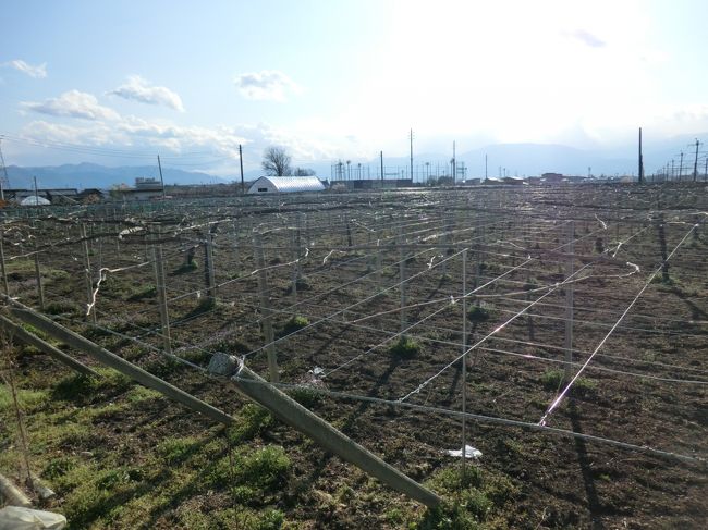 石和と言ったら温泉。<br />‥と、言いたいのですが、温泉街とは逆方向に歩いています。<br />ぶどう畑が、甲州に来た事を実感させてくれます。