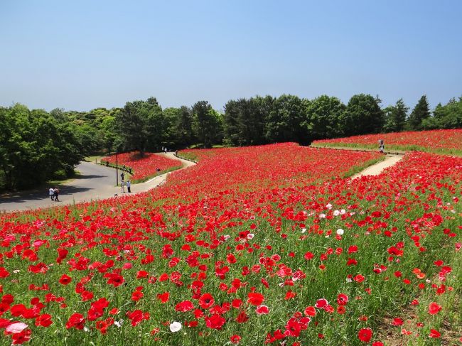 花の立川 昭和記念公園 5月下旬 立川 東京 の旅行記 ブログ By Bunbunさん フォートラベル