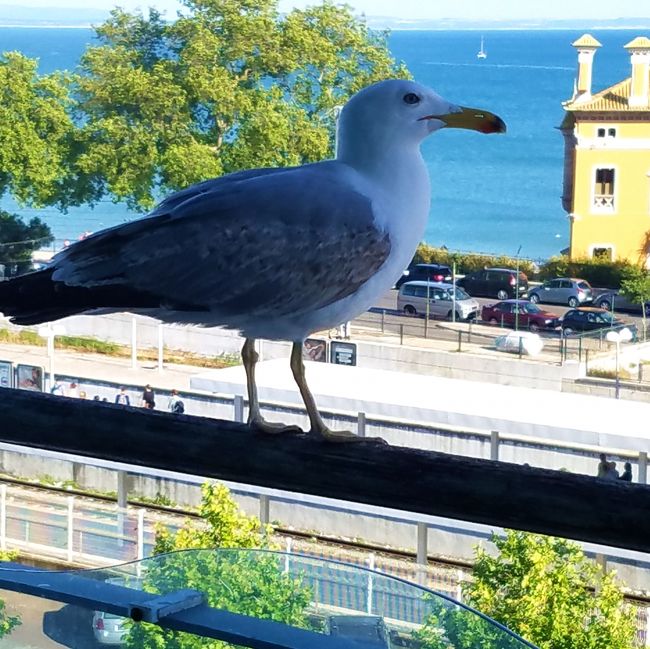 と思ったら、今度は私の席にやって来た。<br /><br />怖いよー(;_;)あっちいってー(/_;)と思いながらの食事です。