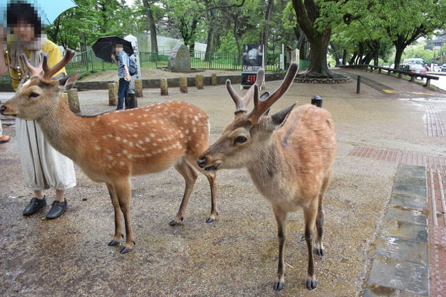 鹿がいました。<br />かなり人懐っこくて寄って来ます。