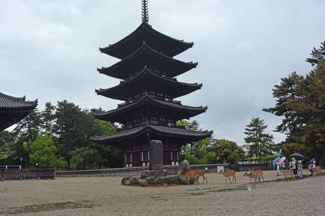 興福寺五重塔です。 <br />修学旅行でしょうか。<br />小学生の集団が見学していました。<br />そう言えば、この旅行を企画した時に旅行会社で「修学旅行の時期なんですよ。」と言われました。桜の開花・GW・梅雨を避けて決めたんですが…。(笑)
