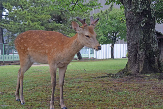 鹿を見ながら…。