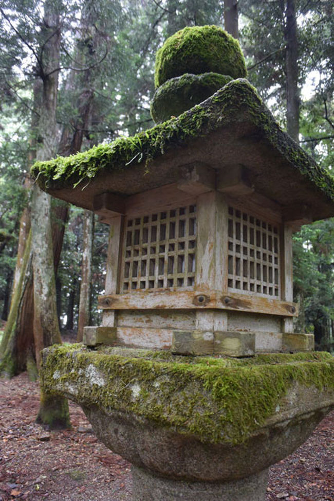 凄い苔ですね。