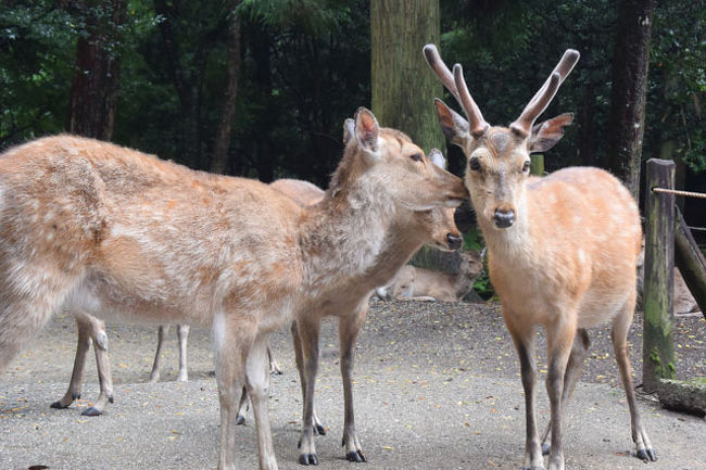鹿と記念撮影をしながら…。