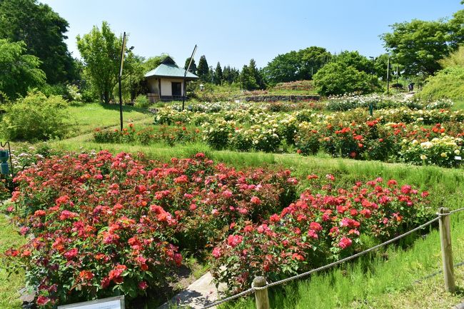 浜寺公園バラ庭園と三日月 堺 大阪 の旅行記 ブログ By 鮨太郎さん フォートラベル 浜寺公園バラ庭園と三日月 堺 大阪 の旅行記 ブログ By 鮨太郎さん フォートラベル