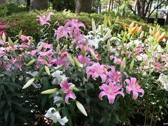 横浜公園のユリの花

山下公園から日本大通り、横浜公園を通り抜けてＪＲ関内駅でこの日のゴールとなりました。

横浜公園もチューリップが終わった後、ユリの花がいっぱい植えられていました。
「ガーデンネックレスよこはま２０１７」が終わってしまうと、ちょっと寂しいですね。

（おしまい）