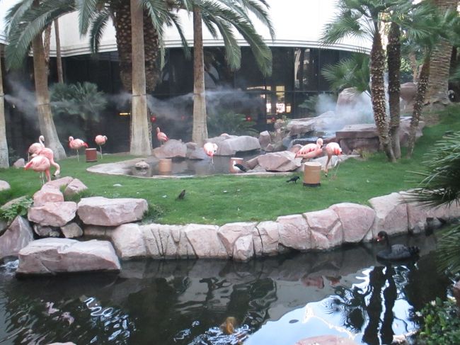 一旦ホテルに戻ります。フラミンゴホテルの本物のフラミンゴ。
