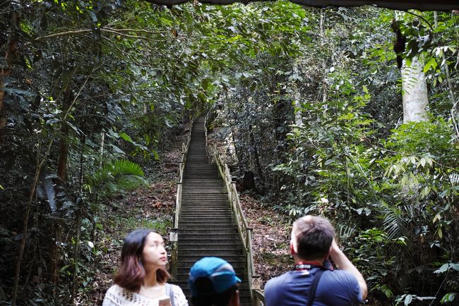 その向かいには、約1,400段の階段があります。<br /><br />これが、キャノピーウォークに続く1本道にです。<br /><br />1段1段は低いのですが、その低さが逆に疲れます。<br /><br />途中何箇所か休憩所があるのですが、一番若い中国人の女性が<br /><br />ガンガン進んでいくので、ほぼ休み無しでキャノピーまで登りつめます。<br /><br />我々およびフランス人夫婦はヒーヒー言ってました～(;^_^A