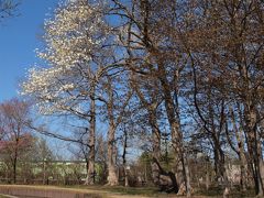 キタコブシ　　　　　　　　　　　

５月４日：サーモンパーク千歳

キタコブシは桜に先駆けて枯れた森にポツポツと咲き出します。
コブシの変種で葉や花が大型の北方タイプ。
コブシの分布域が北海道～九州・朝鮮半島南部とされるのに対し，キタコブシは北海道と本州中部以北の日本海側とされます。


