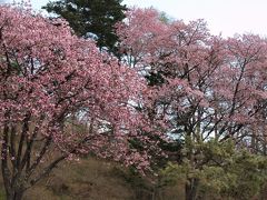 エゾヤマザクラ　　　　　　　　

５月７日：中登別／そば処森々亭さんの庭のようです。

こちらはちょうど満開といった感じで、とても見事です。

