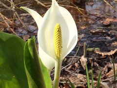 水芭蕉

４月３０日：恵庭市黄金南6丁目１

恵庭カリンバ自然公園の水芭蕉です。　　　　　
わずかながらですが咲き残っている水芭蕉を見ることが出来ました。

