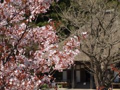 エゾヤマザクラ　　　　　

５月８日：有珠善光寺

境内には桜がいろいろあり、桜の名所だそうですが、他の桜はすでに終わりかけているものが多かったです。


