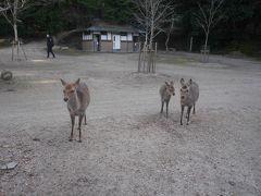 その後、弥山の登るため、ロープウェイ口に向かいました。
島にはいたるところに鹿。
紅葉谷公園にも鹿。