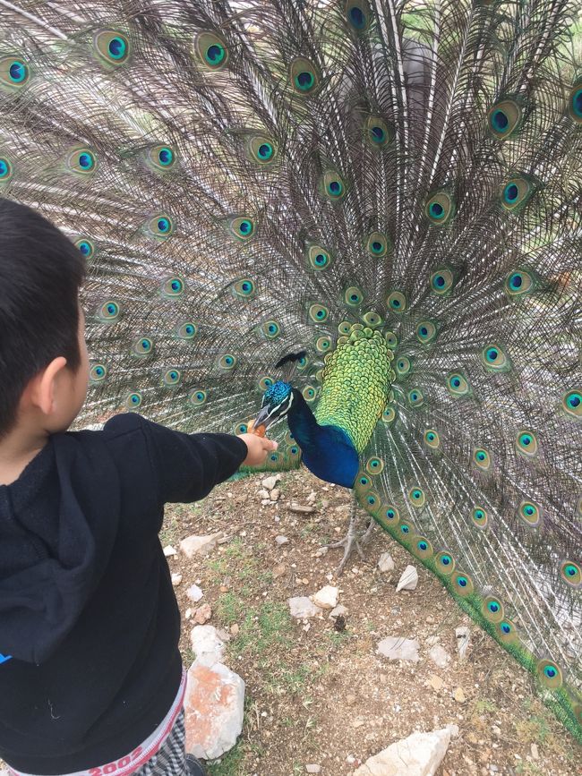 最速 孔雀 英語 Peafowl 最速 孔雀 英語 Peafowl