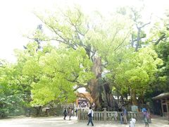 大山祇神社の境内には大銀杏の木があります。

パワースポットと言われている場所。