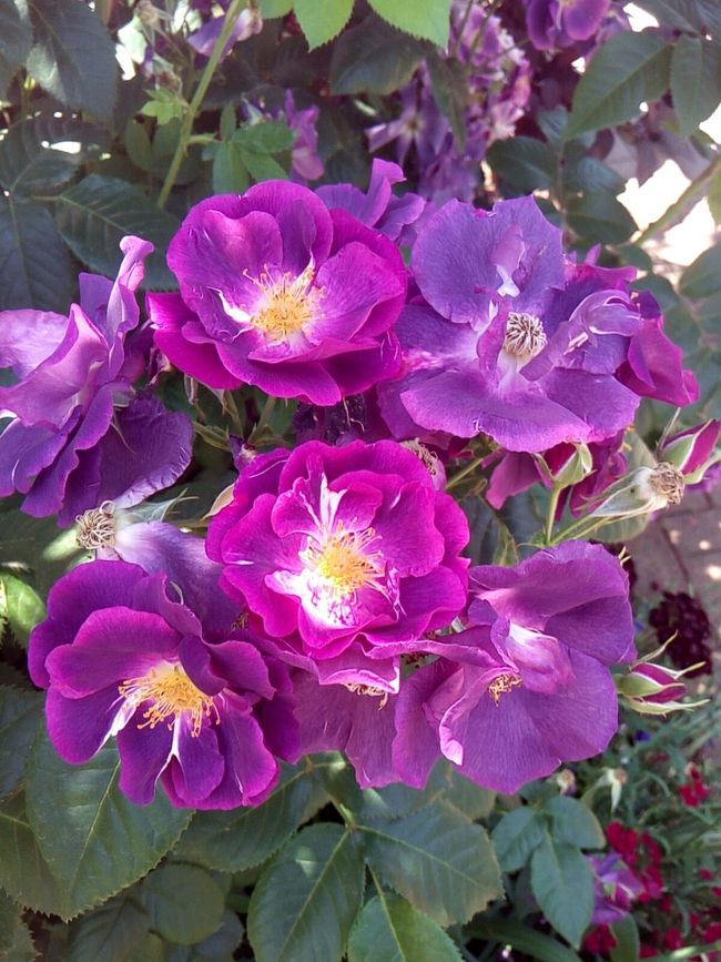 イングリッシュガーデン 色とりどりの薔薇に癒される 横浜 神奈川県 の旅行記 ブログ By Stacyさん フォートラベル