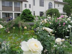 イングリッシュローズの庭

横浜市イギリス館を見る。