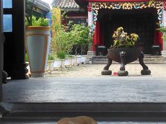 中華会館の門のそばで寝ていた犬をパチリ
カメラ目線で大人しい子でした