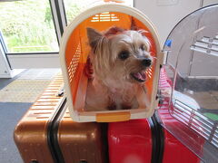 旅の最初は犬を連れて成田空港第2ターミナルへ。

いつものペットインロイヤル成田エアポートへ預けます。成田第2ターミナル。

お出かけできるので大喜びのワンコ。

スーツケースと犬用品で一杯ですが、頑張ってスカイライナーに乗ります。午前のフライトはホント、辛いです。