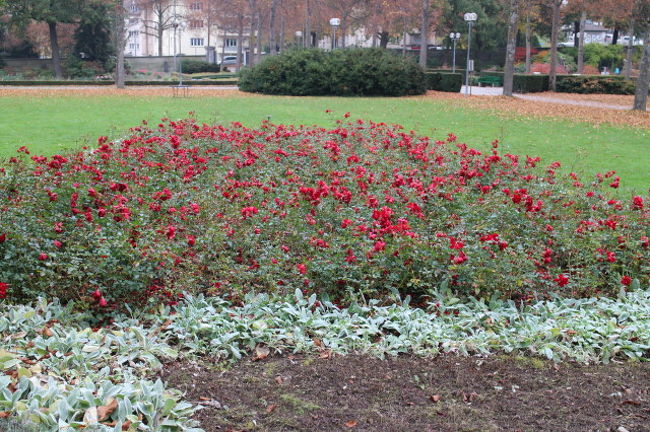 少しだけバラが残っていました。