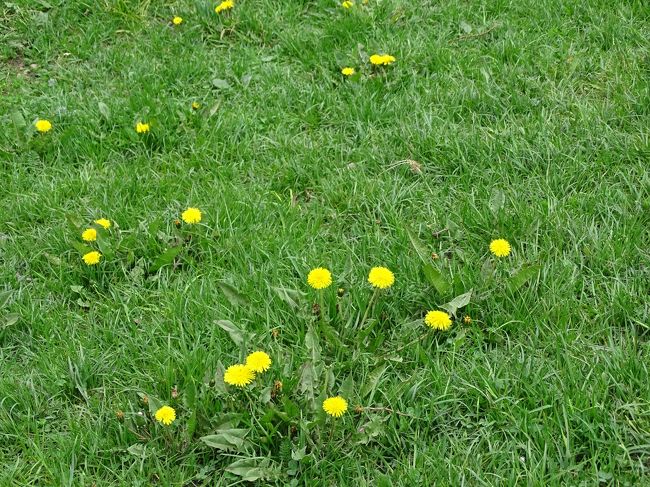 たんぽぽ。今年の冬は長かったそうです。