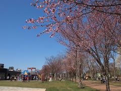 ５月４日：

急に暖かくなって昨日は札幌で桜が満開になったとか。それではと道の駅サーモンパーク千歳へ出かけて行って、今年初の北海道の桜に対面です。


