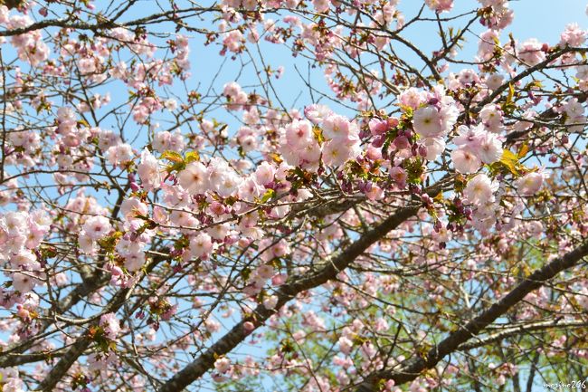 桜 牡蠣まつり 厚岸 厚岸 霧多布 北海道 の旅行記 ブログ By Morino296さん フォートラベル