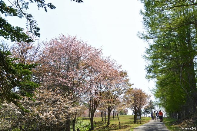 桜 牡蠣まつり 厚岸 厚岸 霧多布 北海道 の旅行記 ブログ By Morino296さん フォートラベル