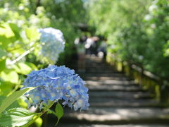 結果、3分咲き程度でした。
でも小ぶりに咲いた紫陽花は可愛いらしいですね。

土曜日でしたので、8時30分の開門と同時に行きましたが、すでに人は多かったです。

ただ、明月院は紫陽花だけじゃないっ。
次こそ写真映えしそうな風景を撮りに行きます。