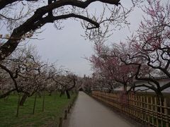 弘道館の周りにも梅がたくさん咲いていました。
風流な学校ですね。